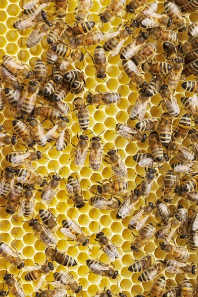 Bees on honeycombs. — Stock Photo, Image