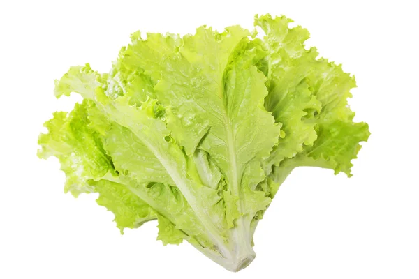 Salat. — Stockfoto