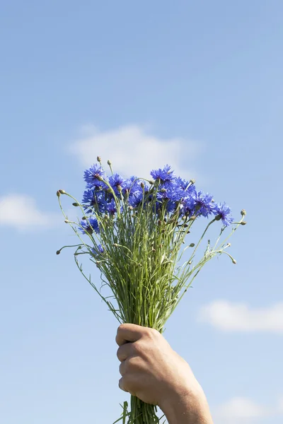 Bouquet de bleuets . — Photo
