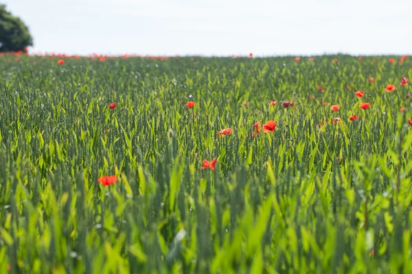 Poppies buğday. — Stok fotoğraf