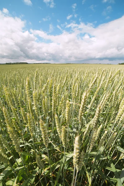 Pěstování pšenice. — Stock fotografie