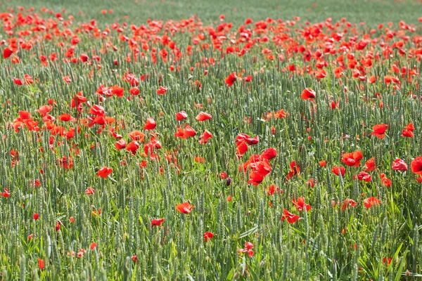 stock image Poppies.