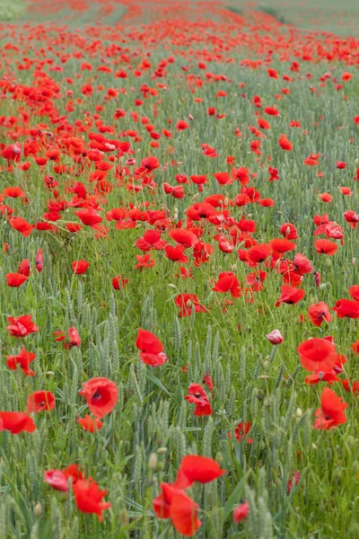 stock image Poppies.