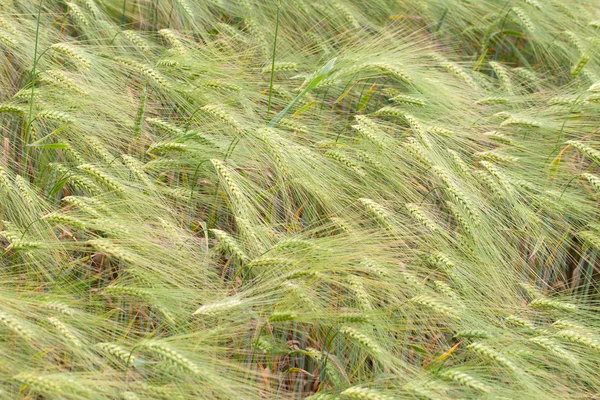 Barley. — Stock Photo, Image