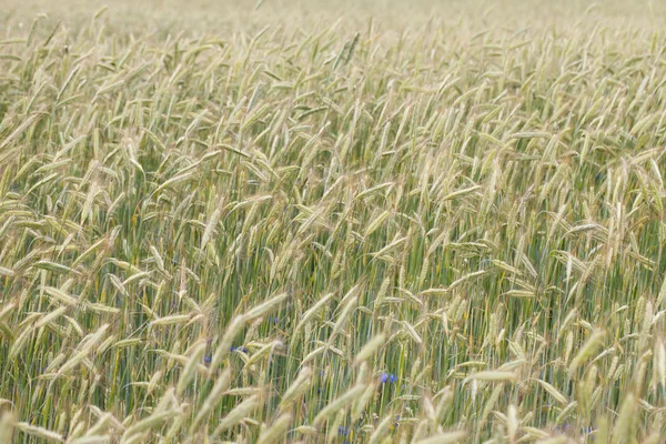 stock image Rye spikes.