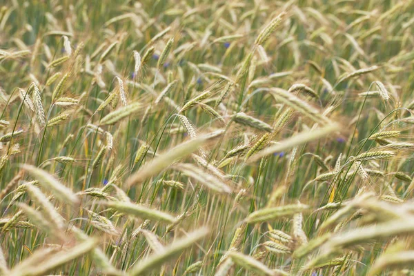 Жито шипів . — стокове фото