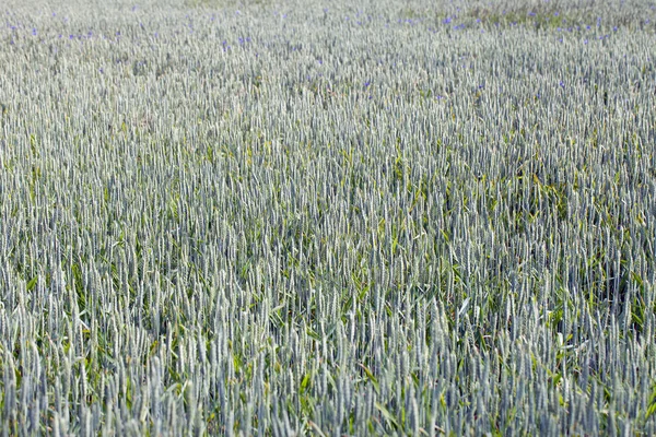 stock image Wheat field.