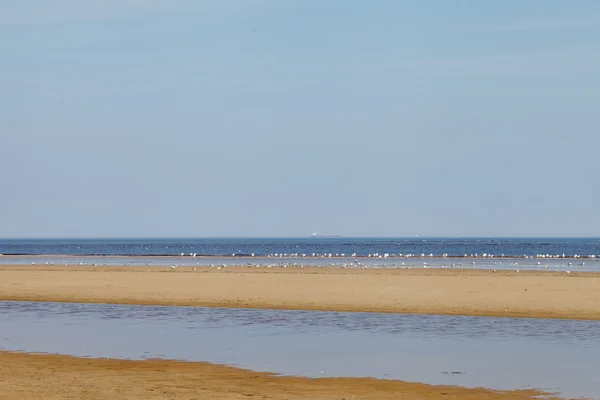Aves na praia . — Fotografia de Stock