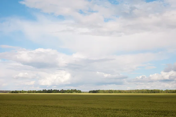 Sky and field. — Stock Photo, Image