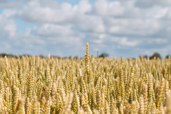 Спелая пшеница . — стоковое фото