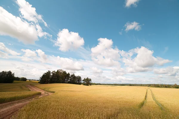 Пшеничное поле. — стоковое фото