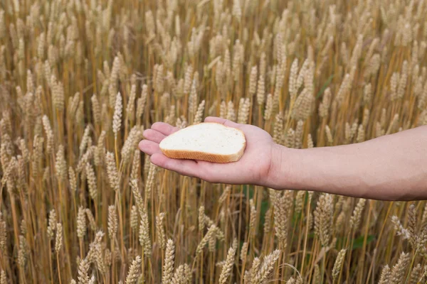 Хліб і пшениці . — стокове фото