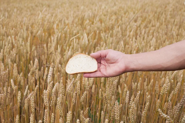 Ekmek ve buğday. — Stok fotoğraf