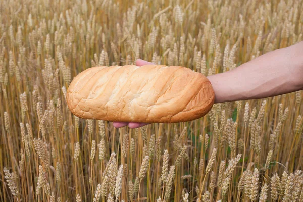 パンと小麦. — ストック写真