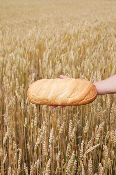 Bread and wheat. — Stock Photo, Image