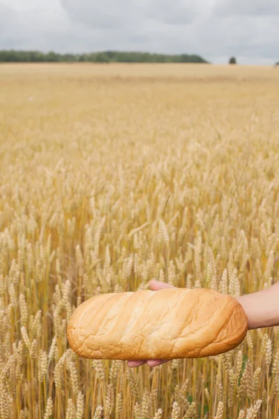 Bread and wheat. — Stock Photo, Image