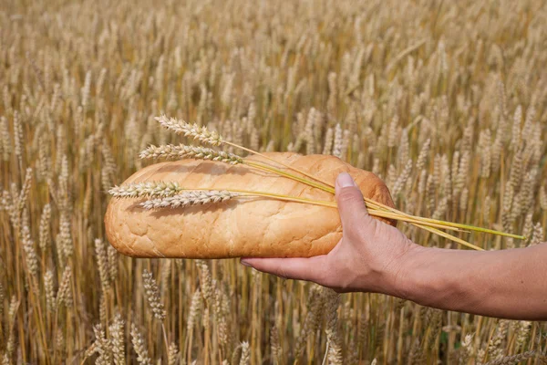 パンと小麦. — ストック写真