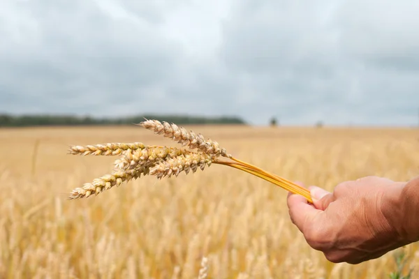 Wheat and hand. — Stock Photo, Image