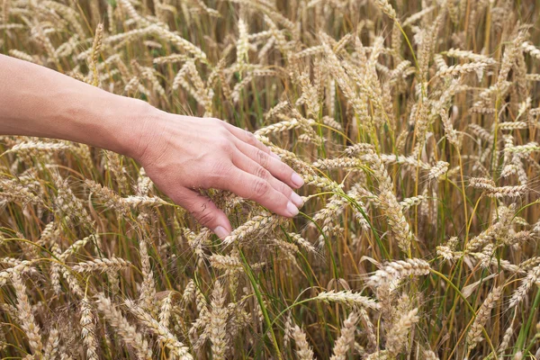 Wheat and hand. — Stock Photo, Image