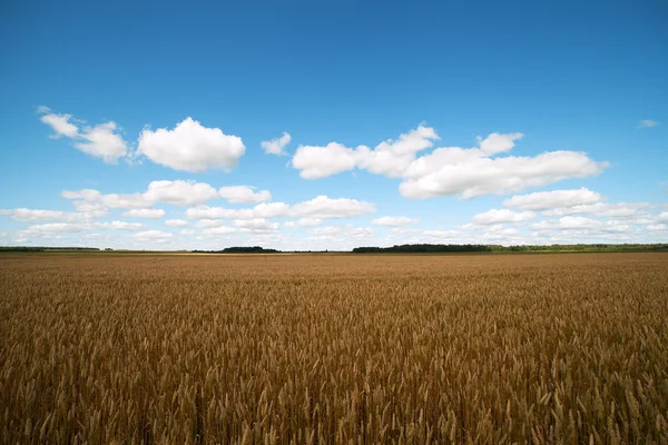 Sarı buğday tarlası. — Stok fotoğraf