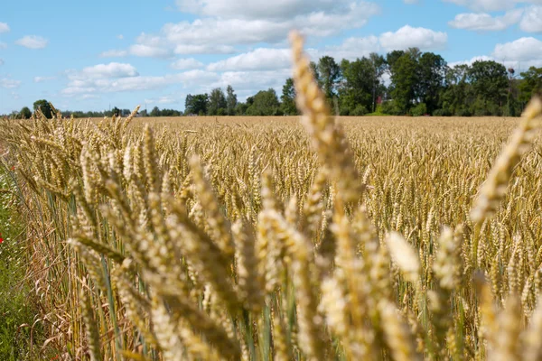 Пшеничні шипи в полі .. — стокове фото