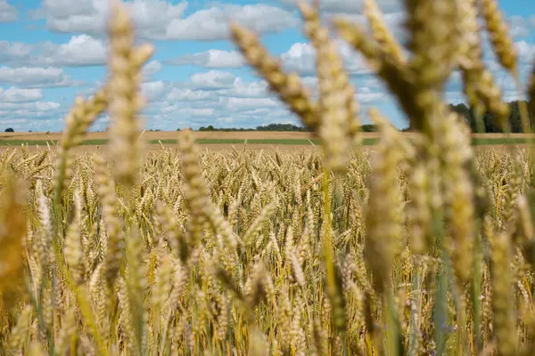 Espigas de trigo en el campo .. — Foto de Stock