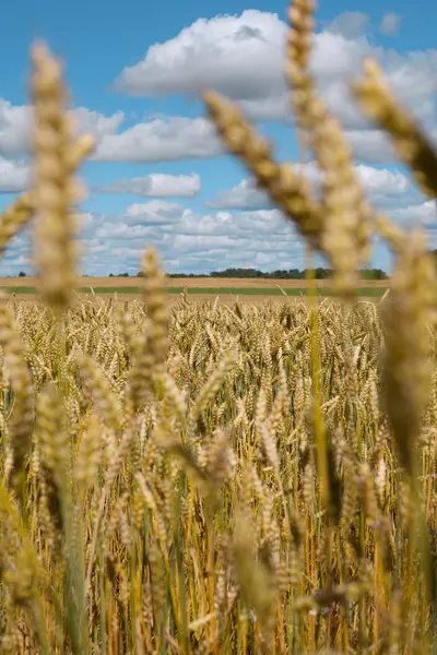 Шипы пшеницы в поле .. — стоковое фото