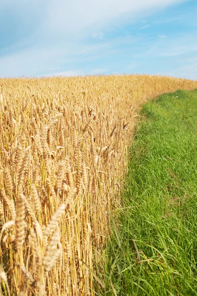 Пшениця і трави . — стокове фото