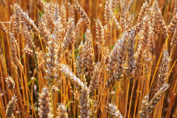 Шипы пшеницы . — стоковое фото