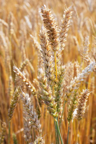 Колосся пшениці . — стокове фото