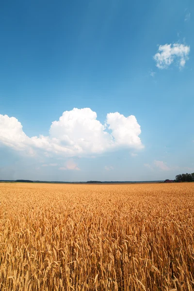 Желтое пшеничное поле. — стоковое фото