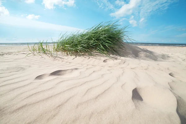 Trawa w piasku. — Zdjęcie stockowe