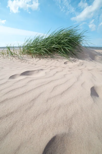 Трава в песке . — стоковое фото