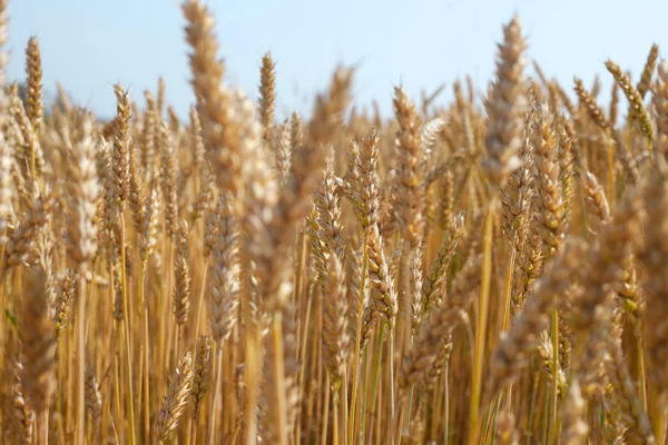 Wheat spikes. — Stock Photo, Image