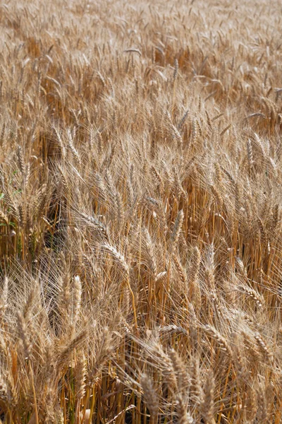 Barley. — Stock Photo, Image