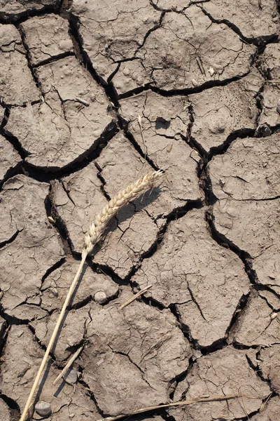 Spike and dry soil. — Stock Photo, Image