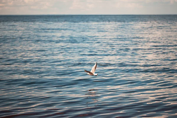 Sea gull. — Stock Photo, Image