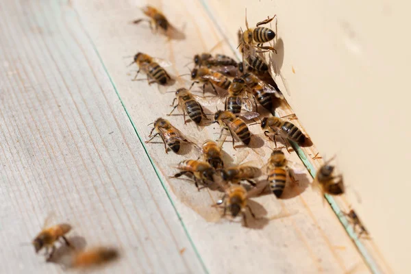꿀벌 통에서 꿀벌. — 스톡 사진