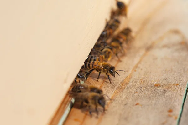 Пчёлы в улье . — стоковое фото