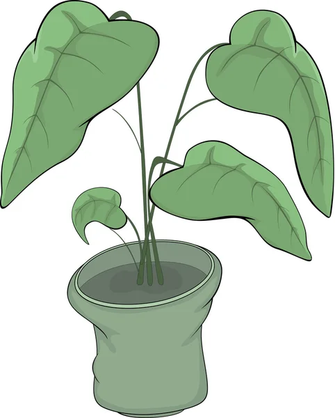 Rubber plant in a pot Cartoon — Stock Vector