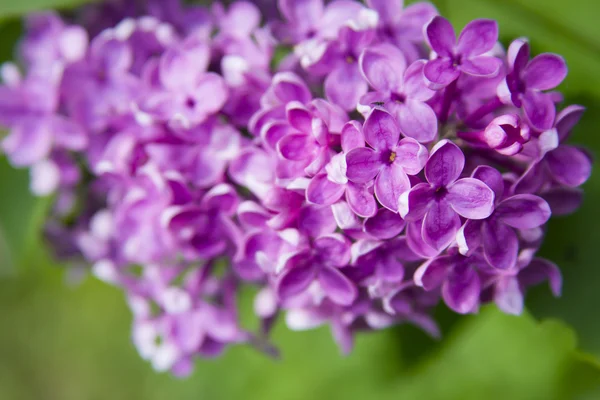 Liliac flori violet — Fotografie, imagine de stoc
