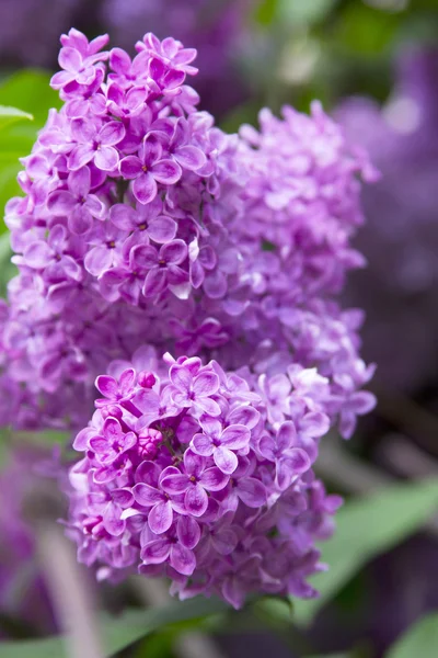 丁香紫色的花 — 图库照片