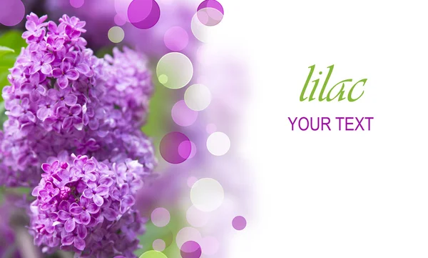 Сиреневые фиолетовые цветы — стоковое фото