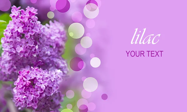 Сиреневые фиолетовые цветы — стоковое фото
