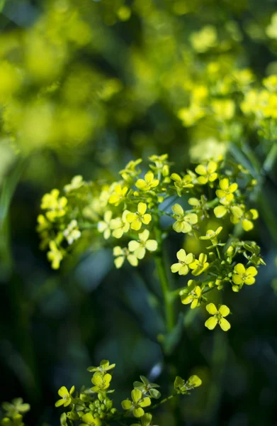 stock image Yellow buttercup flowers