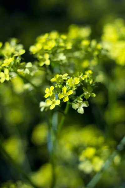 stock image Yellow buttercup flowers