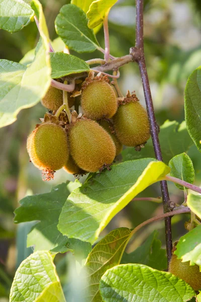 Young kiwi fruit — Stock Photo, Image