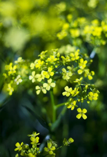 stock image Yellow buttercup flowers