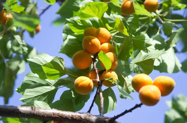 stock image Apricot tree branch