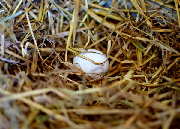 Jajko w gnieździe — Zdjęcie stockowe